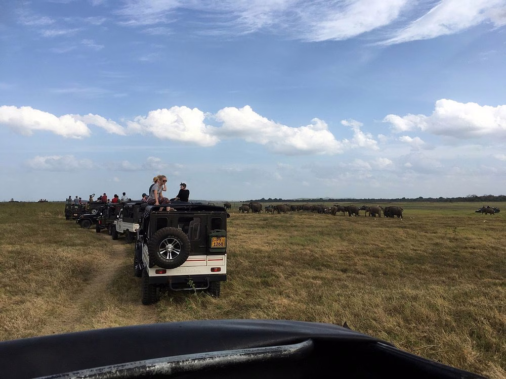 Safari guide at Kaudulla National Park